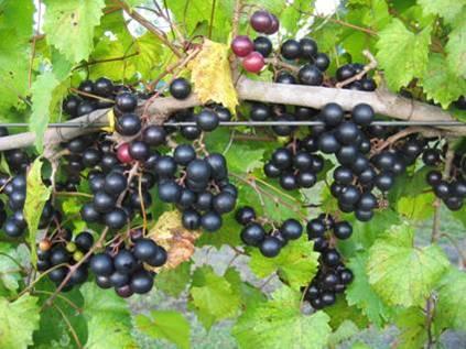 noble grapes